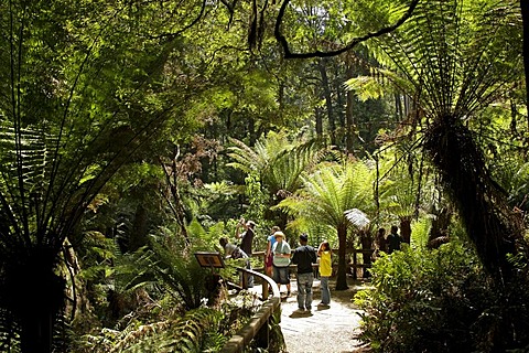 Tourists in the rain forest, Maits Rest Walk, Great Otway National Park, Great Ocean Road, Victoria, Australia