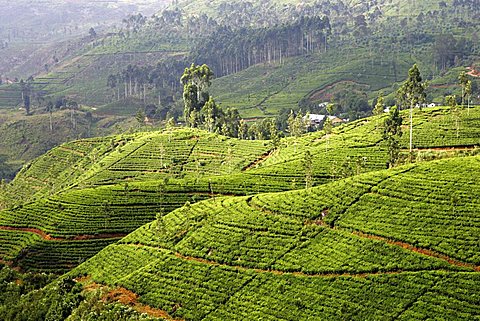 LKA, Sri Lanka, Nuwara Eliya, Highlands, tea plantaion area.