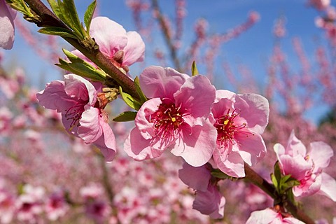 Almond tree (Prunus dulcis) in bloom, Camargue, southern France, Europe