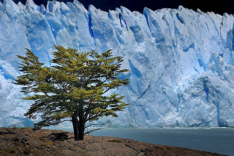 Southern Beech (Nothofagus) in front of the Perito Moreno Glacier, Patagonia, Argentina, South America