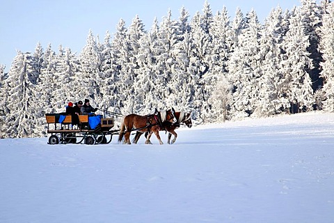 Horse-drawn sleigh ride in the wintery landscape in the Bavarian Forest near St. Englmar, Bavaria, Germany, Europe