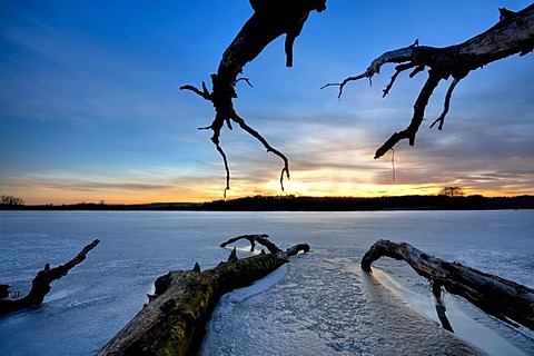 Old wood on icy Mindelsee lake, Baden-Wuerttemberg, Germany, Europe