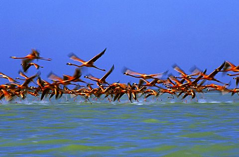 Caribean Flamingos starting (Phoenicopterus ruber) Yucatan, Mexico