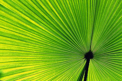 Palm-leave, Vallee de Mai Nationalpark, Praslin, Seychelles Islands, Africa