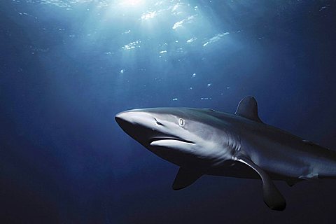 silky shark