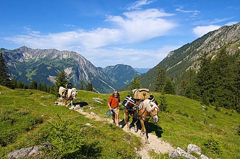 Supply of Willersalpe alp only by horses, Hinterstein, Hintersteiner Valley, Bad Hindelang, Allgaeu, Bavaria, Germany, Europe