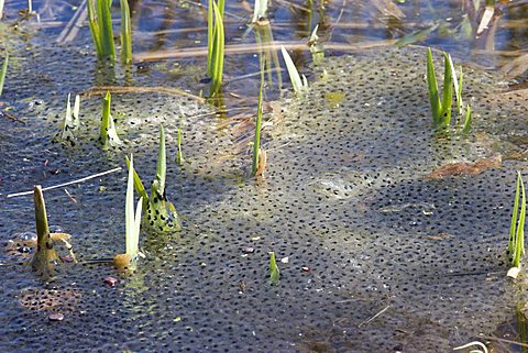 Spawn of a Toad (Bufo bufo) in a pond, Bavaria, Germany, Europe