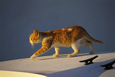 Yellow-brown kitten walking