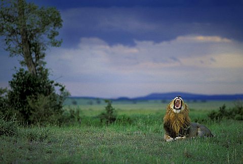 Lion before a thunderstorm ( Panthera leo) - Masai Mara - Kenya