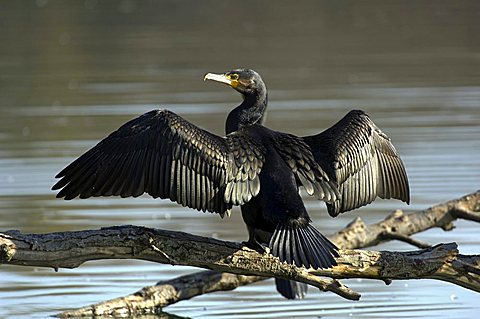 Cormorant (Phalacrocorax carbo)