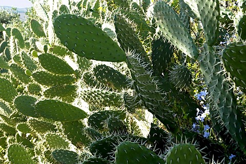 Prickly Pear (Opuntia ficus-indica)