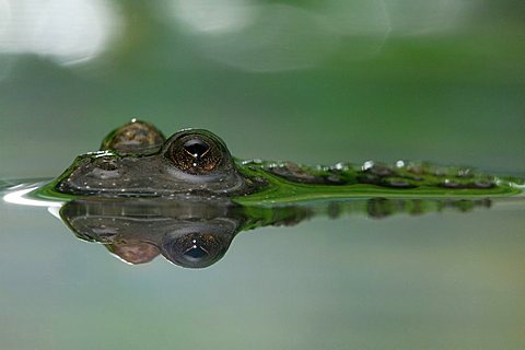 Yellow-bellied toad (Bombina variegata)