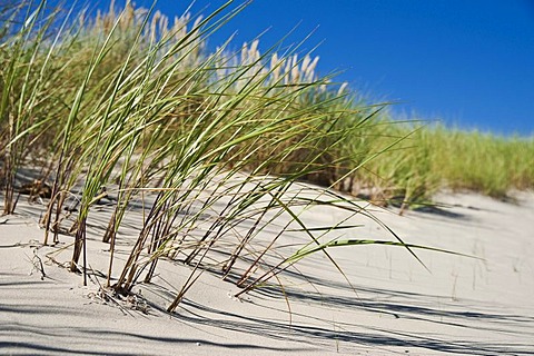 Dune landscape on Usedom island, Mecklenburg-Western Pomerania, Germany, Europe