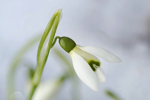 Snowdrop (Galanthus)