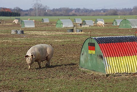 Free-range pigs, Petershagen, North Rhine-Westphalia, Germany