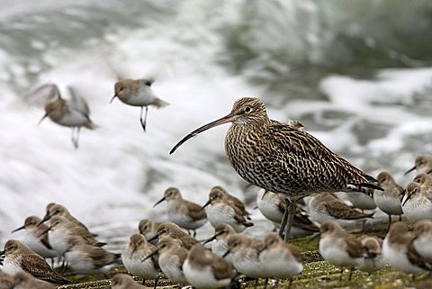 Curlew (Numenius arquata), between dunlins (Calidris alpina), Oosterschelde, Zeeland, Netherlands