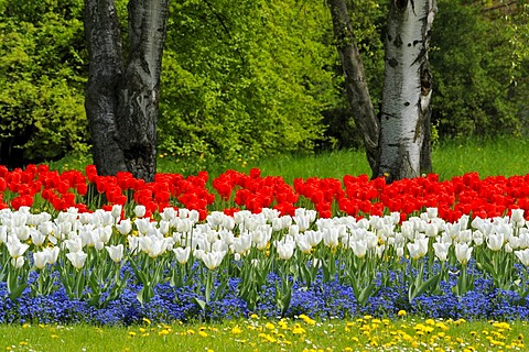 Bed of tulips in Killesbergpark, Stuttgart, Baden-Wuerttemberg, Germany, Europe