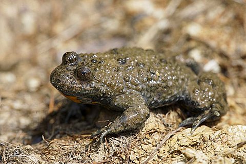 yellow-bellied toad (Bombina variegata)