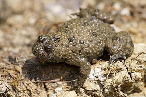 yellow-bellied toad (Bombina variegata)