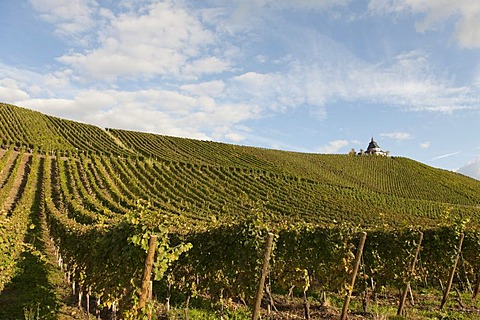 Laurentiuskapelle chapel in the vineyards of Trittenheim, Moselle, Rhineland-Palatinate, Germany, Europe