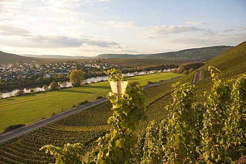 Lewen wine village on the Moselle river, Rhineland-Palatinate, Germany, Europe