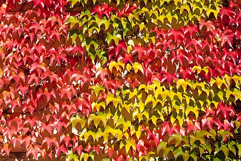 Autumnally colored vine leaves on the wall of a house