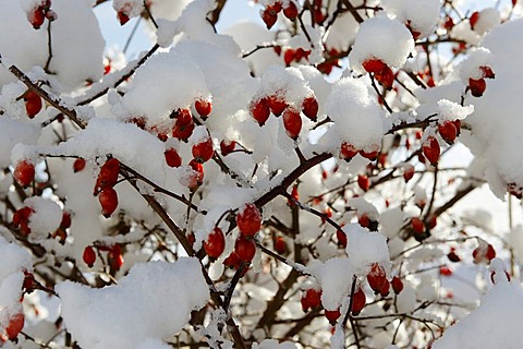 Rose hips in the snow