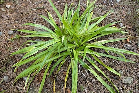 Agave-leaved Sea Holly (Eryngium agavifolium, Apiaceae)