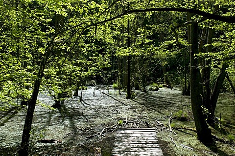 Wooden walkway over wetlands in Jasmund National Park, Isle of Ruegen, Mecklenburg-Western Pomerania, Germany, Europe