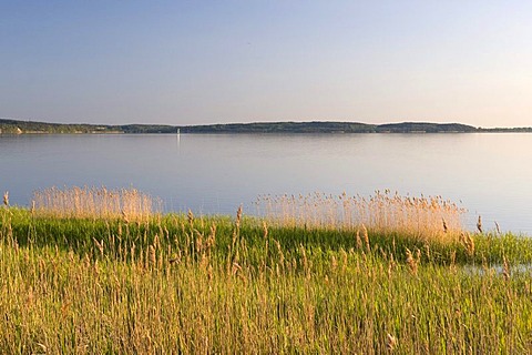 Evening mood at Grosser Jasmunder Bodden, Isle of Ruegen, Mecklenburg-Western Pomerania, Germany, Europe