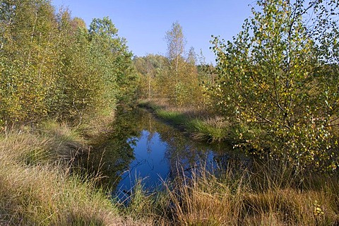 Venner Moor Naturschutzgebiet nature reserve, Muensterland region, North Rhine-Westphalia, Germany, Europe