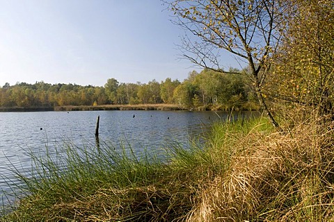 Venner Moor Naturschutzgebiet nature reserve, Muensterland region, North Rhine-Westphalia, Germany, Europe