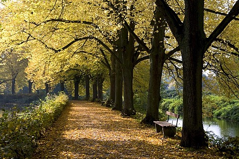 Tree-lined avenue at the Stever river in Luedinghausen, Muensterland region, North Rhine-Westphalia, Germany, Europe