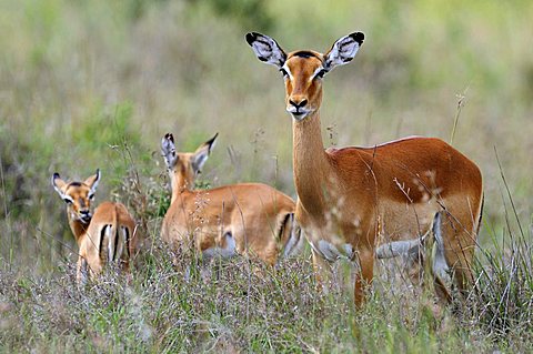 Impala (Aepyceros melampus) doe with calves, Samburu National Reserve, Kenya, East Africa, Africa