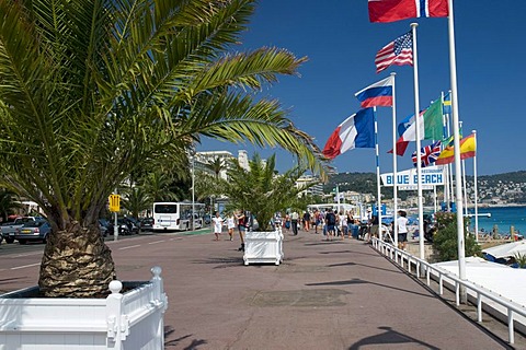 Palm trees on the Promenade des Anglais, Nice, Cote d'Azur, Provence, France, Europe