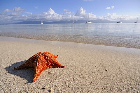 Starfish (Asteroidea), near Isla Moron, San Blas Archipelago, Caribbean Sea, Panama, Central America