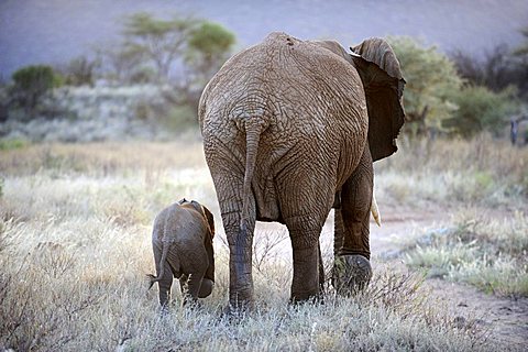 African Bush Elephant (Loxodonta africana) with calf at dusk, backview, Samburu National Reserve, Kenya, East Africa, Africa