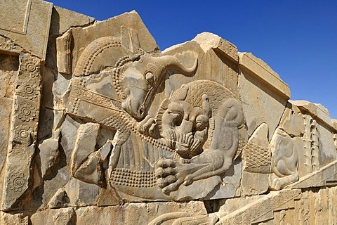 Bas-relief of a fighting bull and lion at the Achaemenid archeological site of Persepolis, UNESCO World Heritage Site, Persia, Iran, Asia