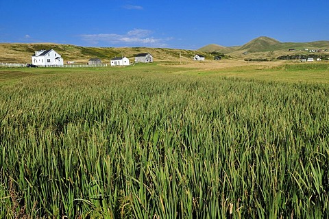 Farmhouse on the treeless meadows of Ile D'Entree, Entry Island, Iles de la Madeleine, Magdalen Islands, Quebec Maritime, Canada, North America