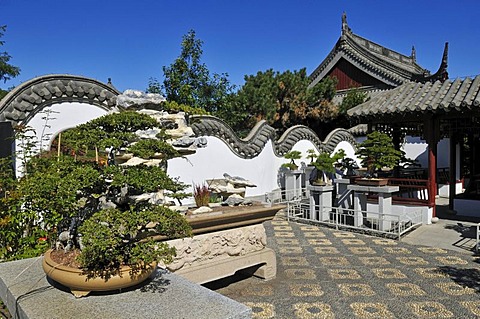 Bonsai tree, Chinese Garden, Jardin Botanique de Montreal, Botanical Garden of Montreal, Quebec, Canada, North America