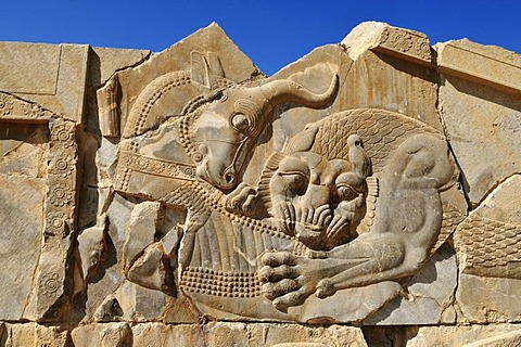 Bas-relief of a fighting bull and lion at the Achaemenid archeological site of Persepolis, UNESCO World Heritage Site, Persia, Iran, Asia