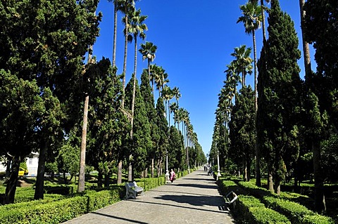 Palm tree alley at Ramsar, Caspian Sea, Mazandaran, Iran, Asia