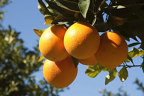 Ripe oranges on the tree, Majorca, Balearic Islands, Spain, Europe