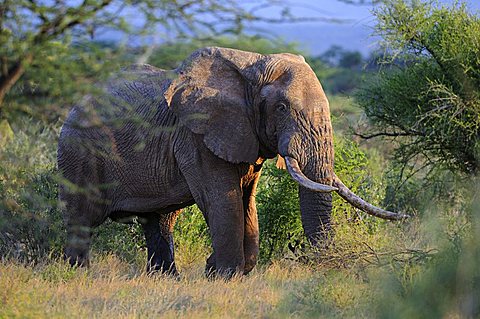 African Bush Elephant (Loxodonta africana), elderly bull, Samburu National Reserve, Kenya, East Africa, Africa