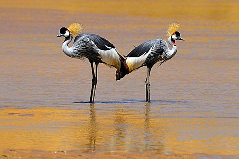 Two Black Crowned Cranes (Balearica pavonina) standing in water, Samburu National Reserve, Kenya, East Africa, Africa