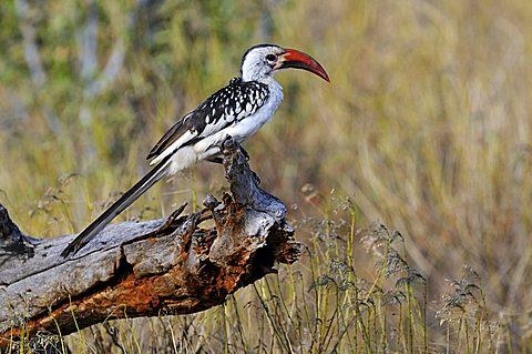 Red-billed Hornbill (Tockus erythrorhynchus) perched on a branch, Samburu National Reserve, Kenya, East Africa