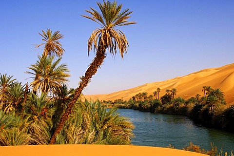 Palm trees on the shore of the Um el Maa lake in the Ubari Sand Sea, Sahara, Libya, Africa