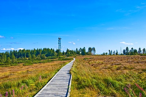 Hornisgrinde mountain, boardwalk at Hornisgrinde educational trail, Black Forest, Baden-Wuerttemberg, Germany, Europe