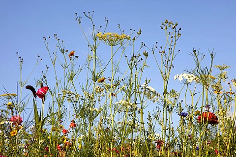 Meadow with many wild flowers in full bloom