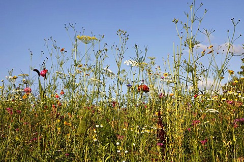 Meadow with many wild flowers in full bloom